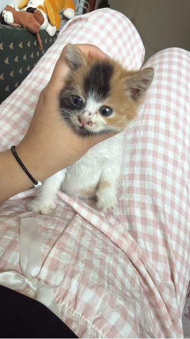 Отдам котенка в хорошие руки
