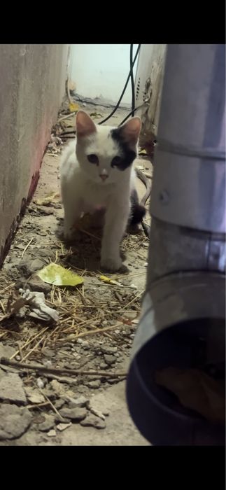 Ищем домик для котенка