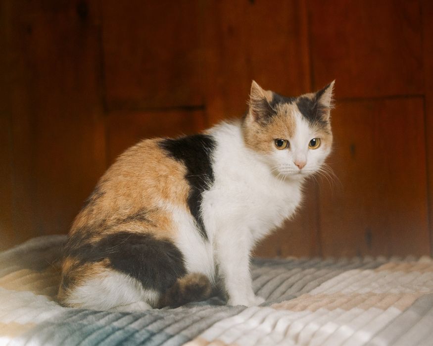 Кошечка в дар