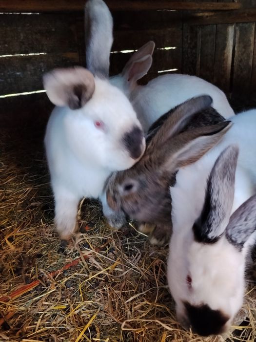 Pui de iepure californian/fluture german/urias german de diferite varste