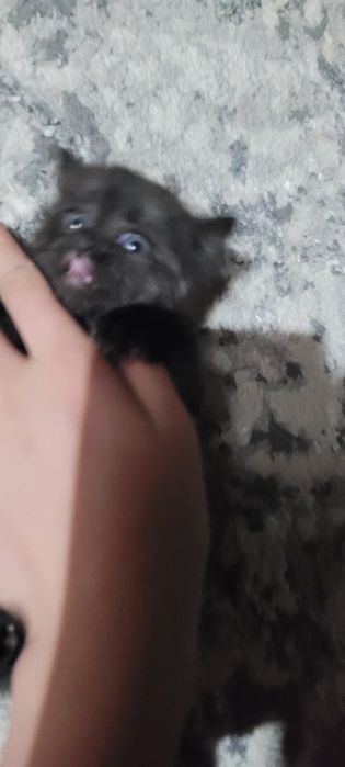 Очаровательный котёнок ищет хозяев