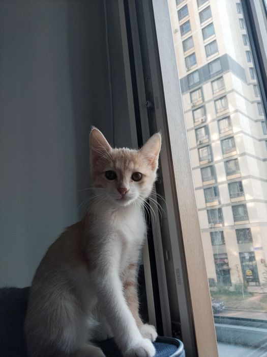 Котята отдам бесплатно