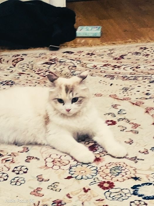 Кошка породистая