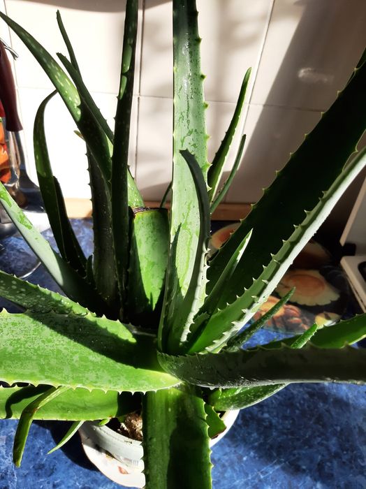 Алоэ.Лекарственное растение.,