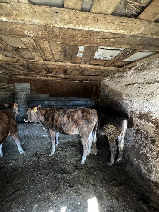 5 бас кунажын семыз