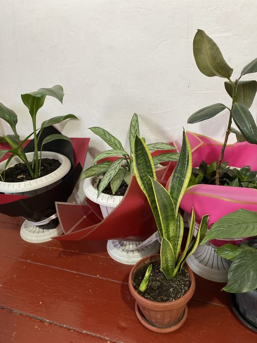 Продам,домашние комнатные цветы