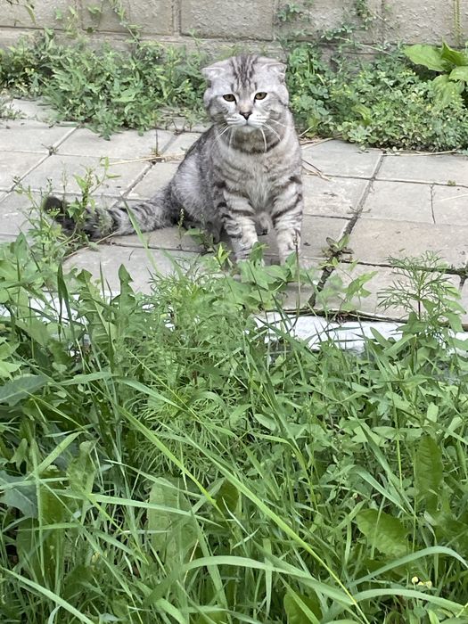 Котик в добрые руки