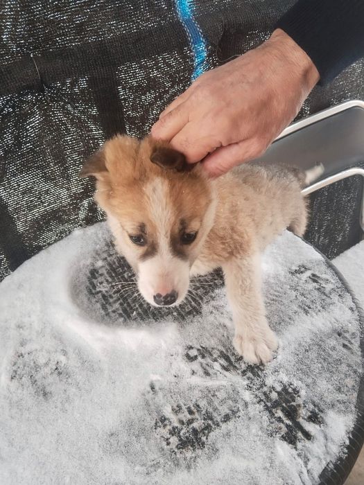 Щенята с доставкой