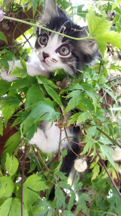 Отдам.   котят. .