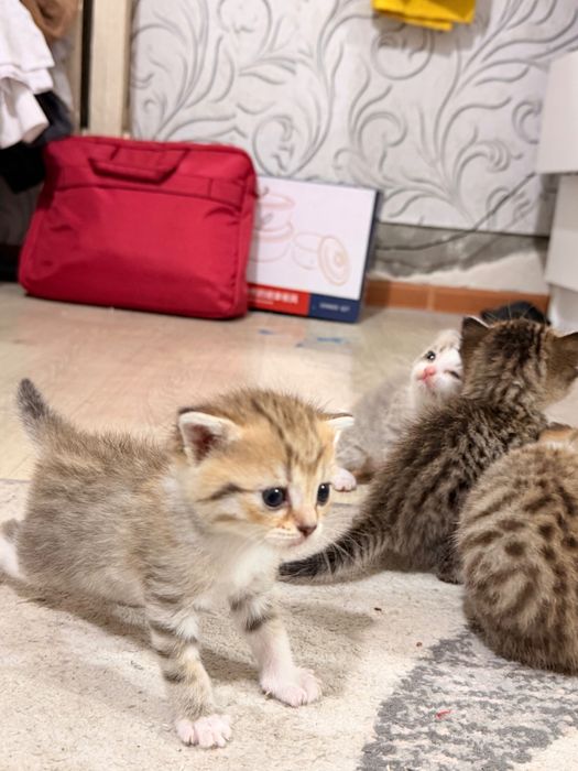 Породистые котята
