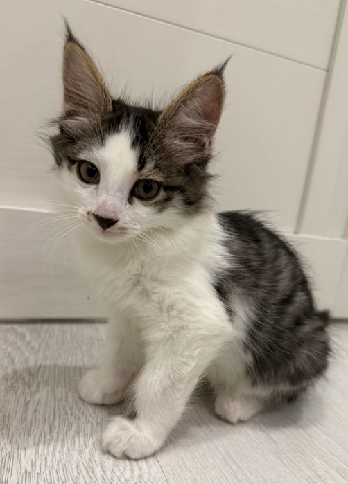 Котенок бесплатно