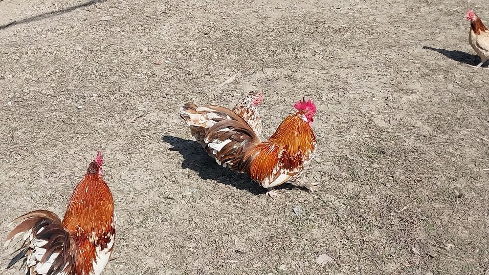 Куры птицы декоративные