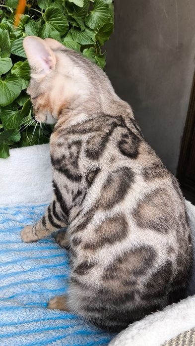 ШИКАРНЫЙ котик - Бенгал серебро