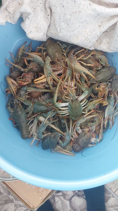 Раки живые и Варёные доставка