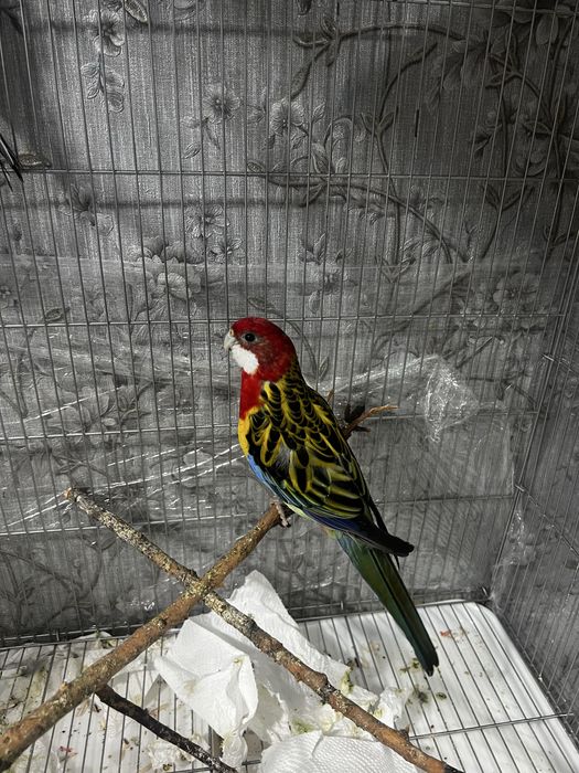 Восточная Розелла