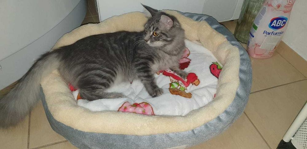 Лтдадим принцессу в хорошие руки