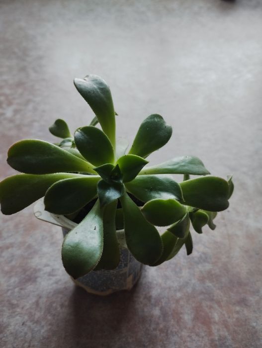 Продаю комнатные цветы 1500