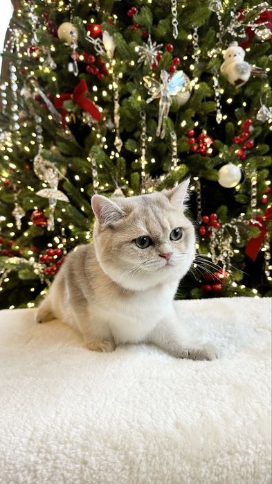 British Shorthair Chinchilla Blue Gold - cu certificat pedigree !