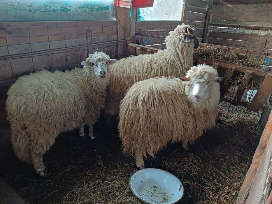 Vind 3 miele de anul trecut frumoase.