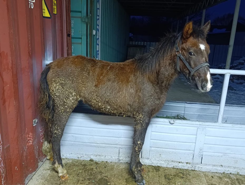 Продам жабагы еркек