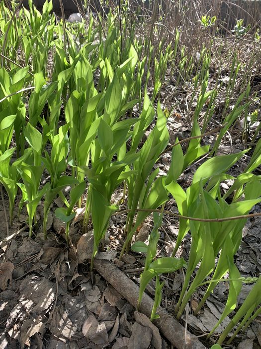 Ландыши душистые