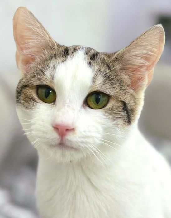Adopție responsabilă București fetița de 7 luni