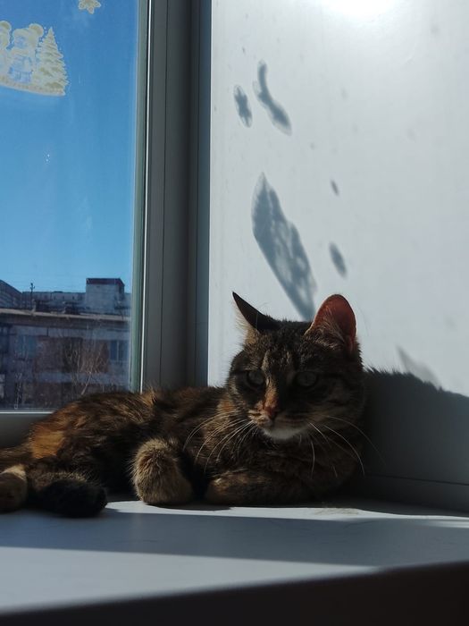 Отдам кошку(Лола)