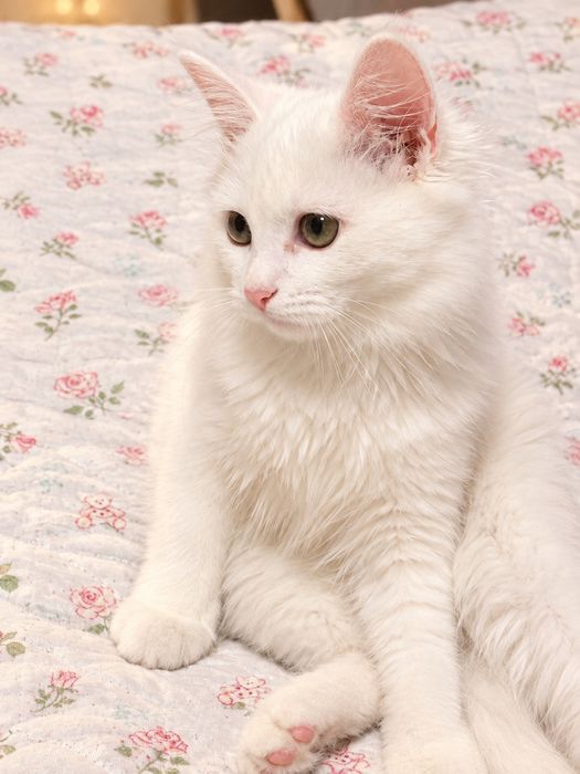 Отдам котенка девочку