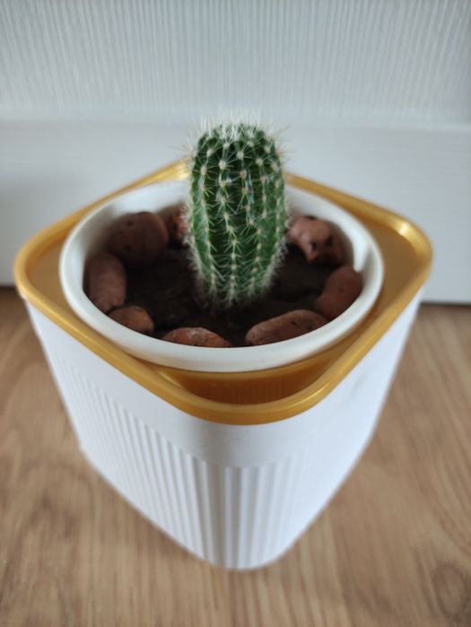 Кактус для энергии