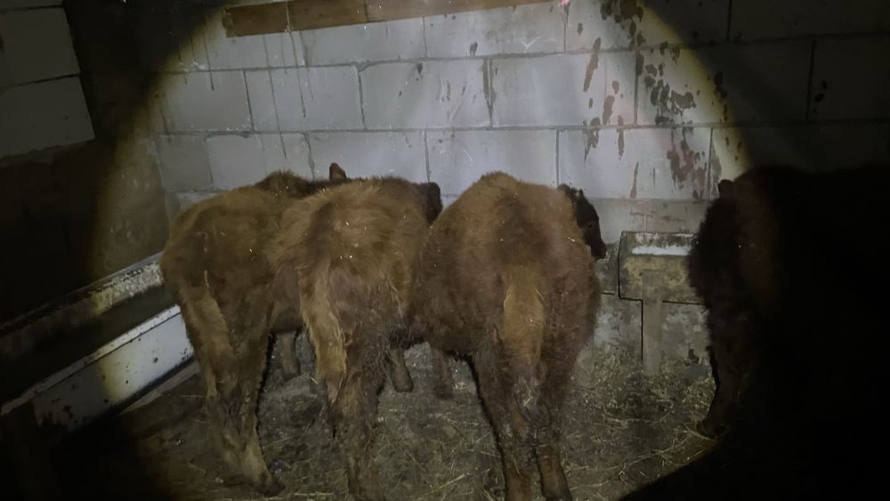 Продам телят оптом