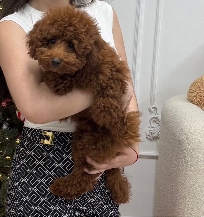 Той Пудель домашний питомец