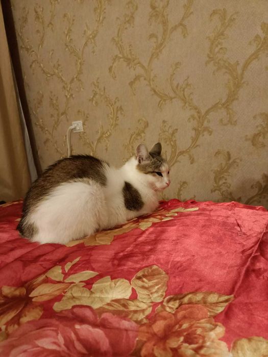 Передержка котов и кошек