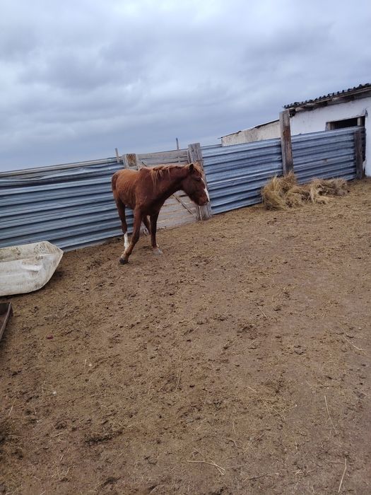 Айгыр сатылады...