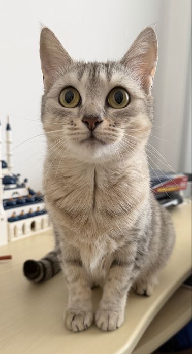 Кошечка в добрые руки