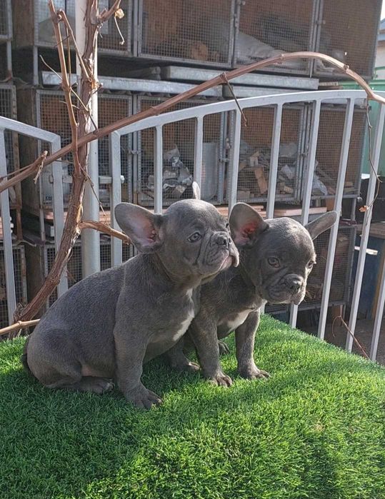 Красивые французики