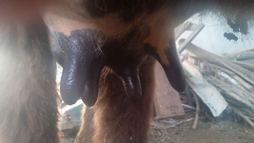 Продается первотелка