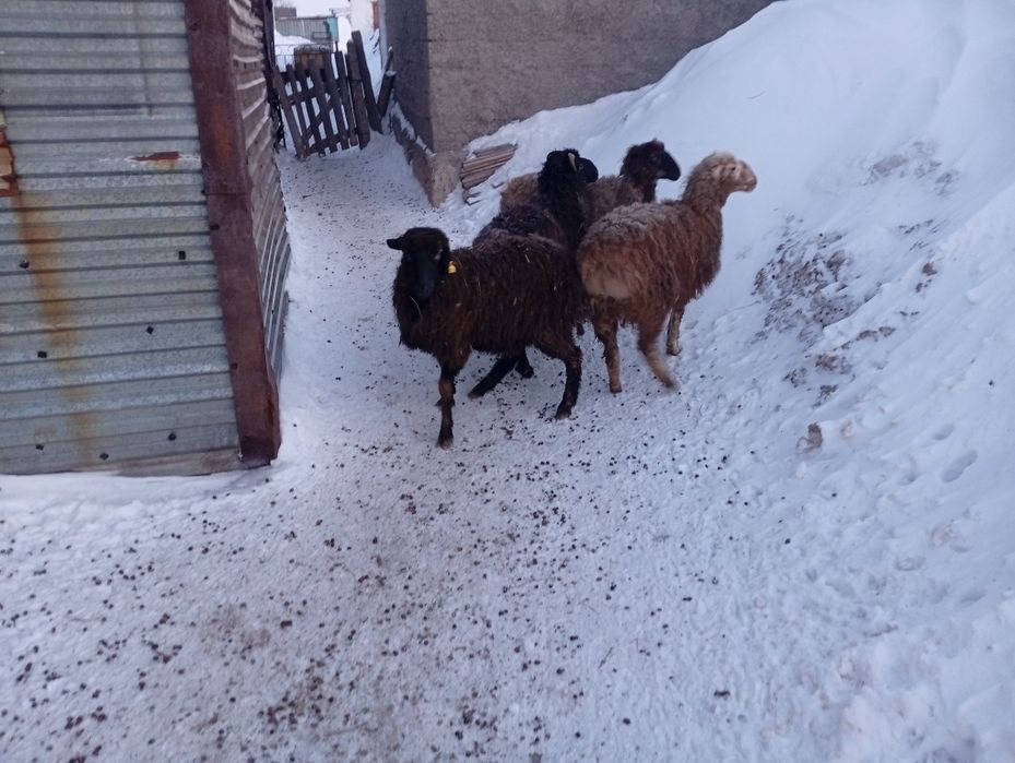 Продаются бараны