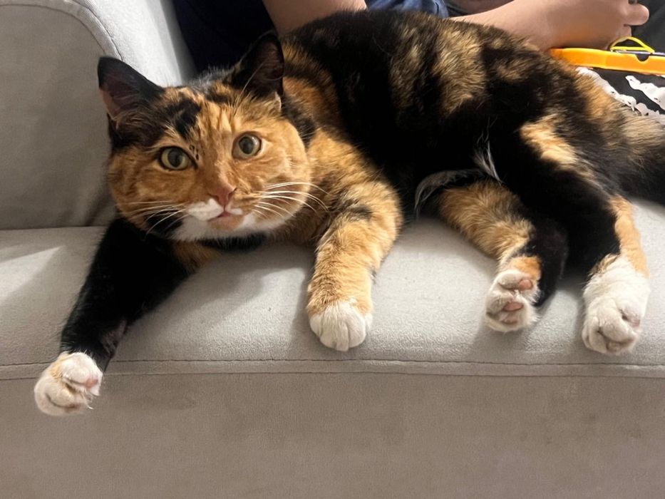 Пропала кошка (трехцветка, девочка)