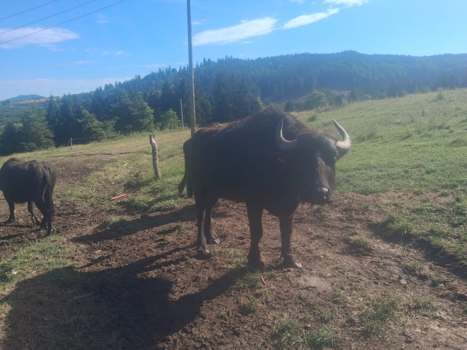 Vand bivoli un mascul si 2 femele