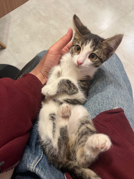 Отдадим котенка в добрые руки!