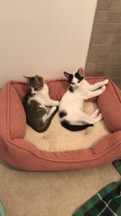 Gratuit- Adoptie responsabila pui de pisuca