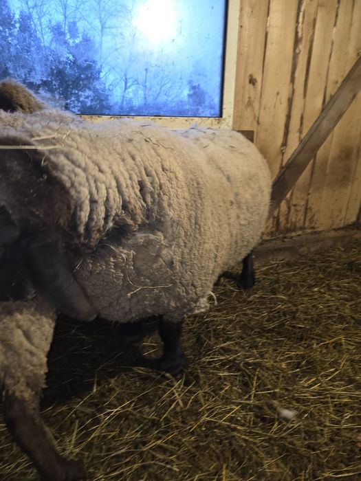 Vând berbec suffolk