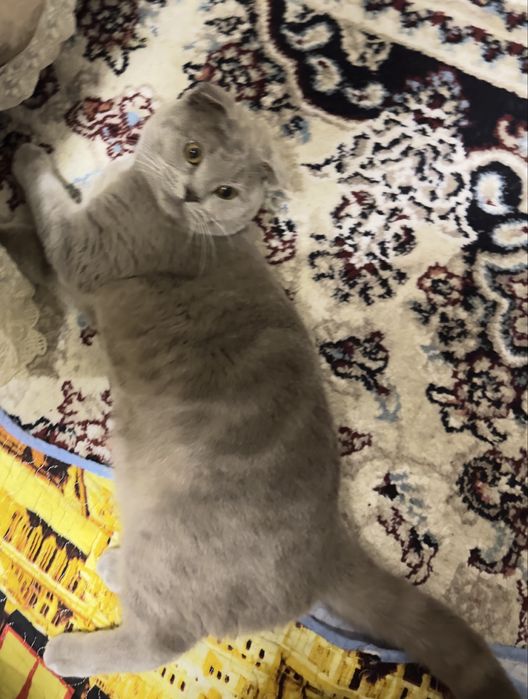 Вязка skotish  fold tozza qon mushuk qiz mushuklarni taklif qiladi