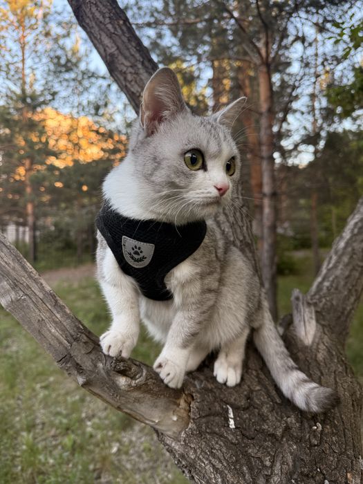 Кошка метис ищем любящего хозяина