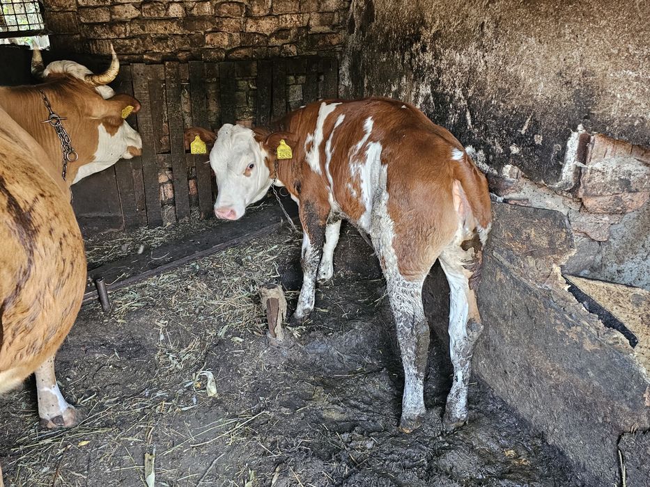 Vand Vaca cu  vitel