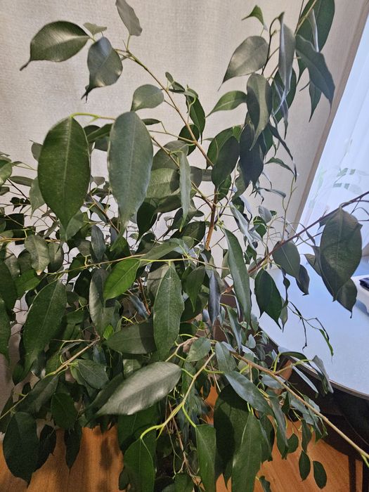 Фикус бенжамина  1м 20 см