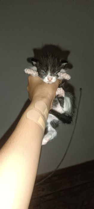 Отдам котят в добрые руки!
