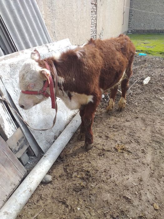 Simmental buqa sotiladi