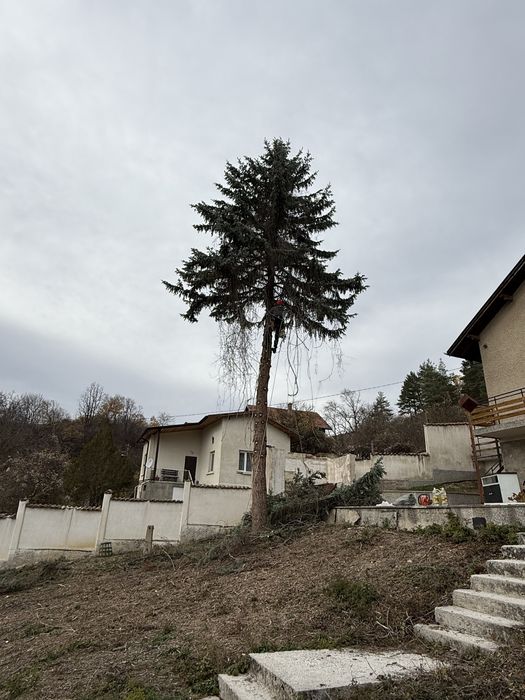 Рязане на опасни дървета в Гр.София  и обл. София