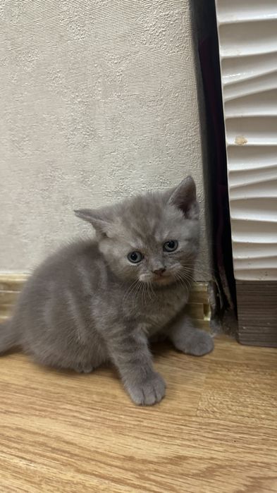 Шотландские фолды